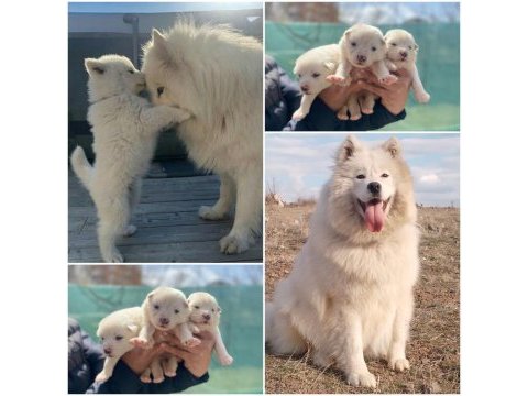 Kar beyaz samoyed yavrular ırk ve sağlık garantili