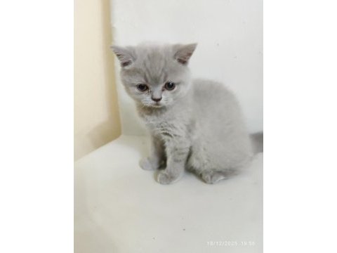 A+ kalite lilak rengi özel bir dişi british shorthair