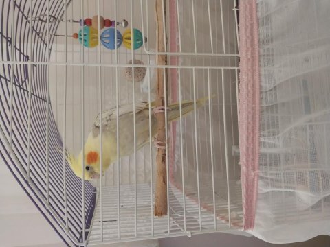 1.5 yaşında sultan papağanı