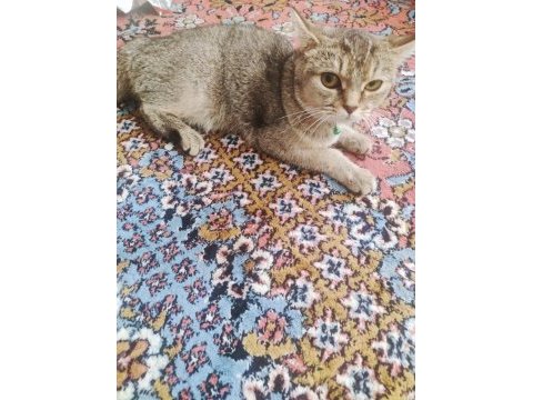 British tekir kırması akıllı bir kedi