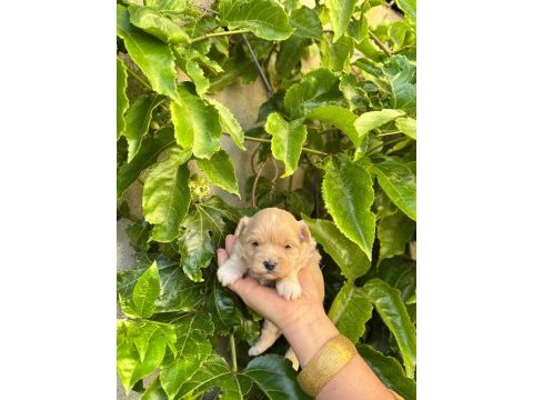 İrk garantili maltipoo yavrular