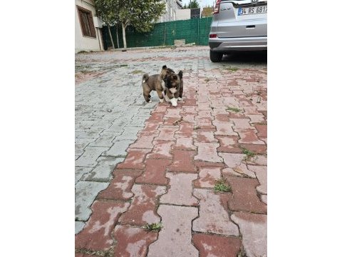 Amerikan akita köpeği