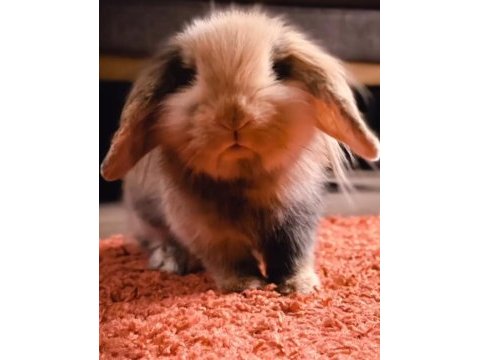 4 yaşında lop tavşanımız sahiplendirilecektir