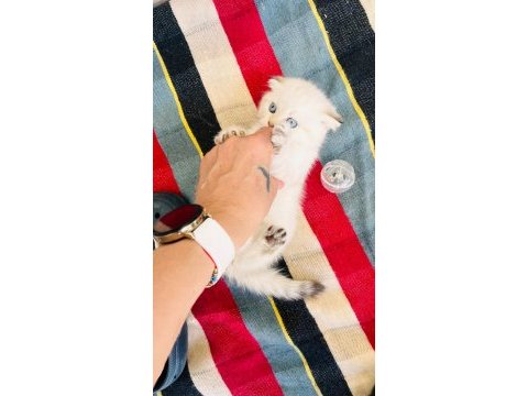 Top kafa maviş göz scottish fold
