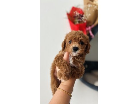 Ev ortamından toy poodle