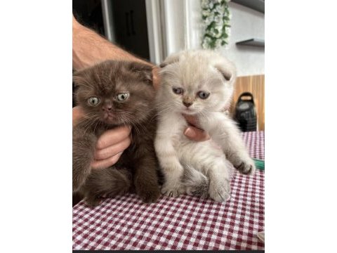 Teslime hazır a kalite scottish fold yavrular