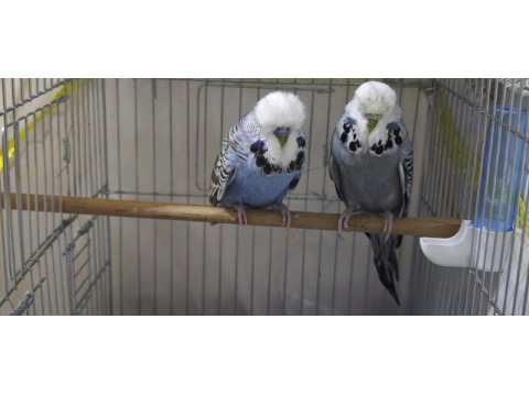 Show jumbo damızlık takım bileklikli muhabbet kuşu