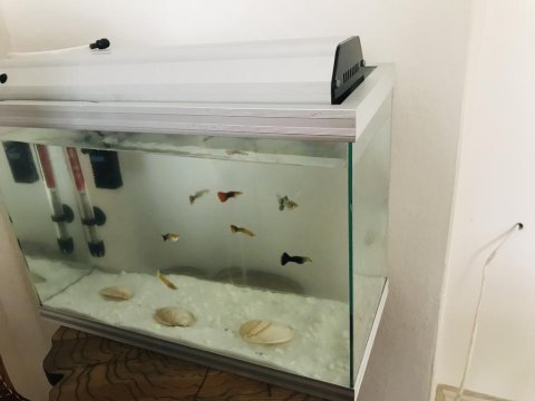 Satılık akvaryum ve lepistes balığı