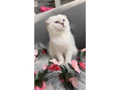Muhteşem kalite sıfır kulak scottish fold