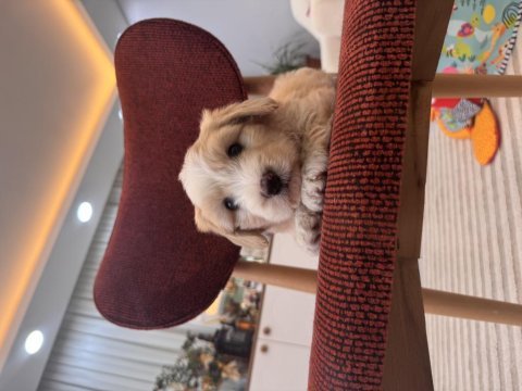 Maltipoo yavrum