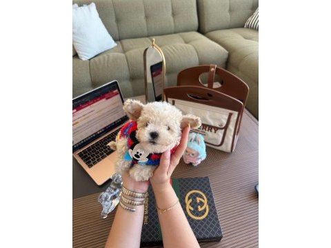 En güzel maltipoo