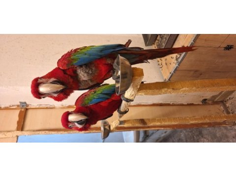 Macaw papağanımız için açıklamayı okuyunuz