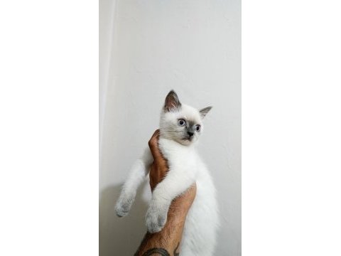 Blue point british shorthair