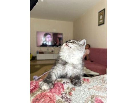 2.5 3 aylık british shorthair chinchilla yavrusu
