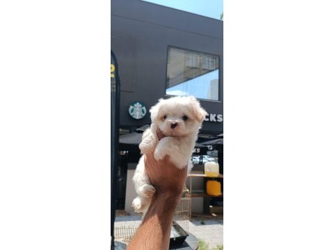 Kartopu maltese terrier yavruları