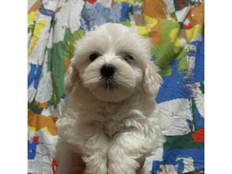 Yavru maltese terrier