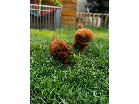 Red toy poodle yavrular