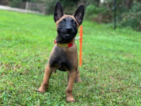 Belçika malinois yavruları istanbul 