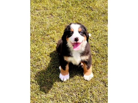 Bernese yavruları sağlık ve ırk garantili