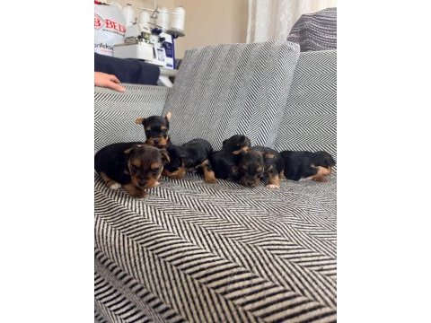 3 çiçek 1 böcek köpeklerimiz