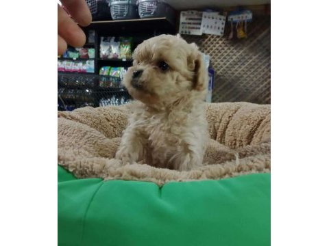 Dişi ve erkek maltipoo yavrularımız