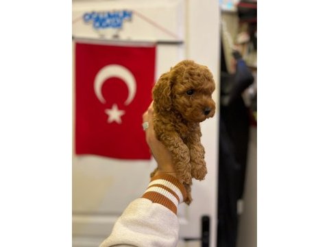 Toy poodle bebeğimiz