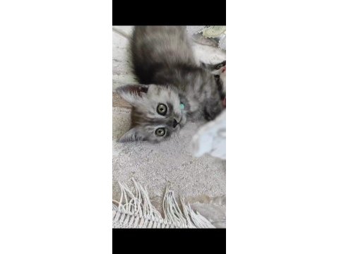 Minnak british shorthair kedimize ömürlük yuva