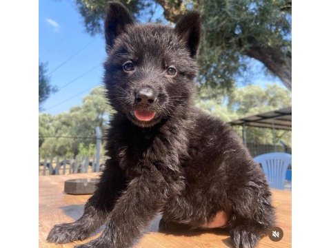 Solid black üst düşey alman çoban köpeği yavrular