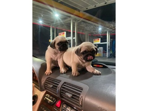 Pug mops yavruları aşılı karneli