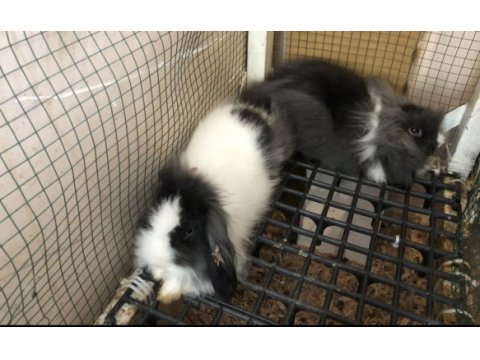 Hollanda teddy lop tavşanı yavruları