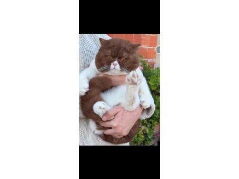British shorthair cinnamon bicolor eşleşme ilanı