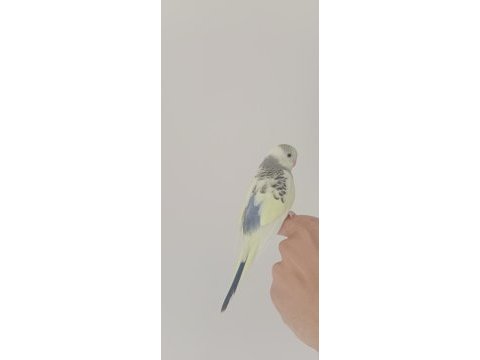 Yeme düşecek muhabbet kuşu