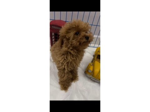Tüy dökmeyen kalite sağlık ırk garantili poodle yavrularımız