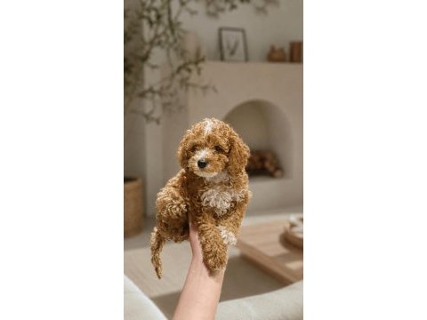 (biblo) teacup poodle yavruları