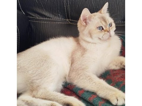British shorthair ny1133 dişi 1.5 yaşında