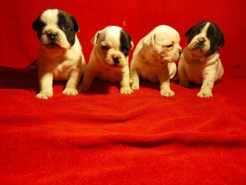 Sevimli ve oyuncu french bulldog yavrular