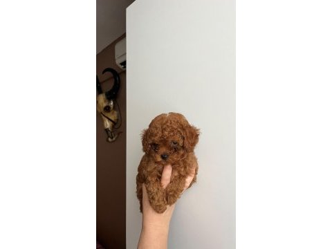 Toy poodle 75 günlük