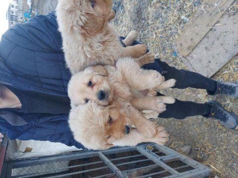 Bebek yüz golden retriever yavrularımız safkan