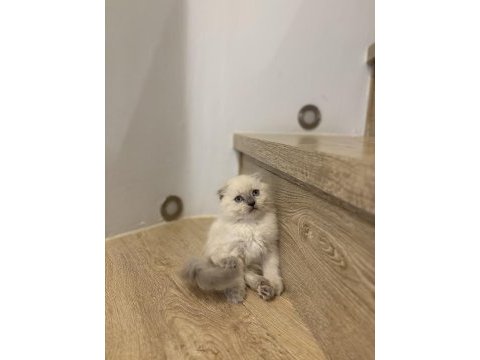Scottısh fold longhaır yavrularım 