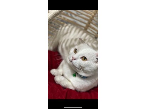 Beyaz erkek scottish fold
