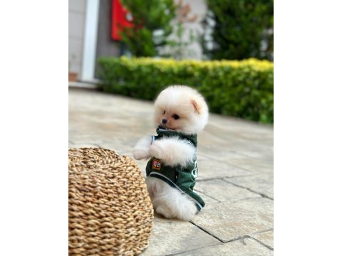 Mini boy büyümeyen ırk pomeranian boo