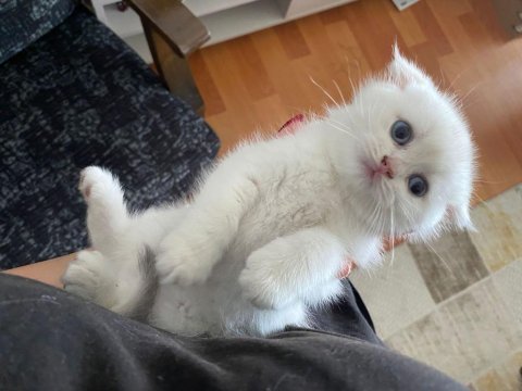 Efsane güzellikte şecereli babadan scottish fold bebekler