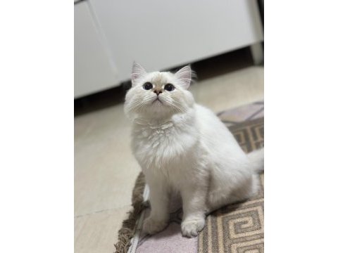Kızanda erkek kedime dişi arıyorum