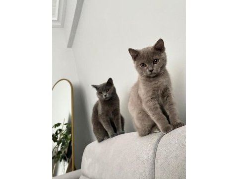 4-5 aylık british shorthair yavru