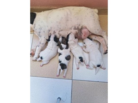 5 haftalık french bulldog yavrular