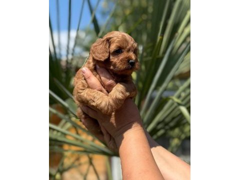 Maltipoo yavrularımız