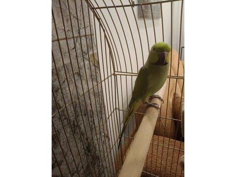 Pakistan papağanı 2 yaşında