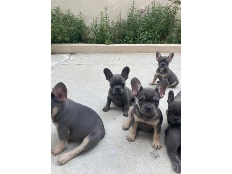 Fransız bulldog bebeklerimiz 66 günlük