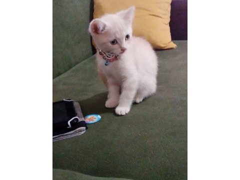 2 aylık british kedi kuru mama yiyor tuvalet eğitimi var