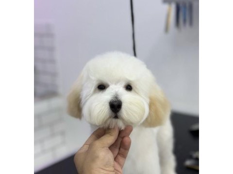 Maltipoo dişi kısır 7 aylık